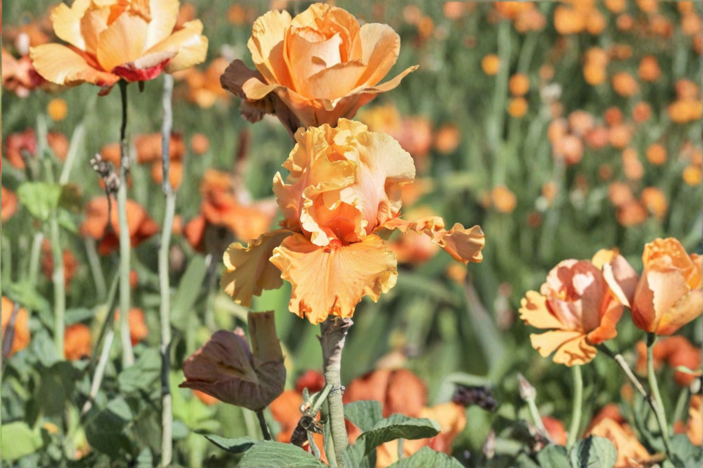 Cordoba Iris Live Plant – Orange Bearded Iris Perennial