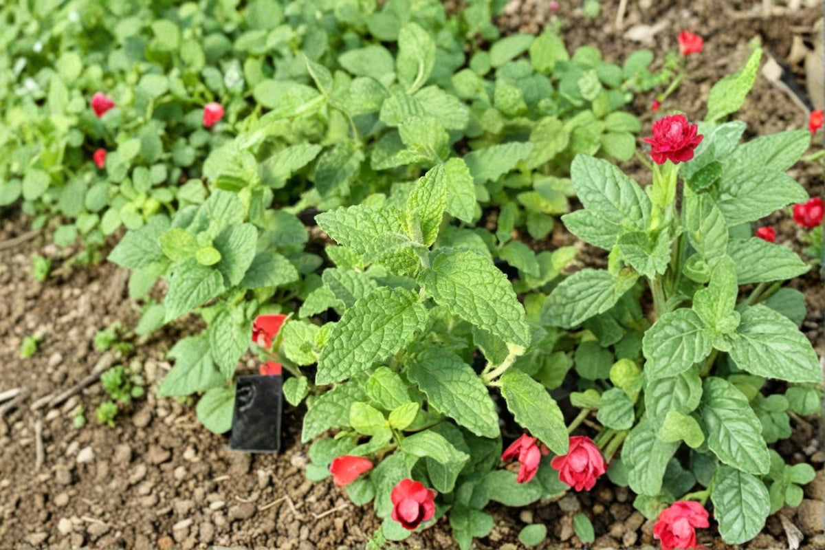 Strawberry Mint Cuttings | 6 Live Mint Cuttings | Mentha spicata Herb | Fragrant Mint Plant | Mint Propagation | Culinary Herb