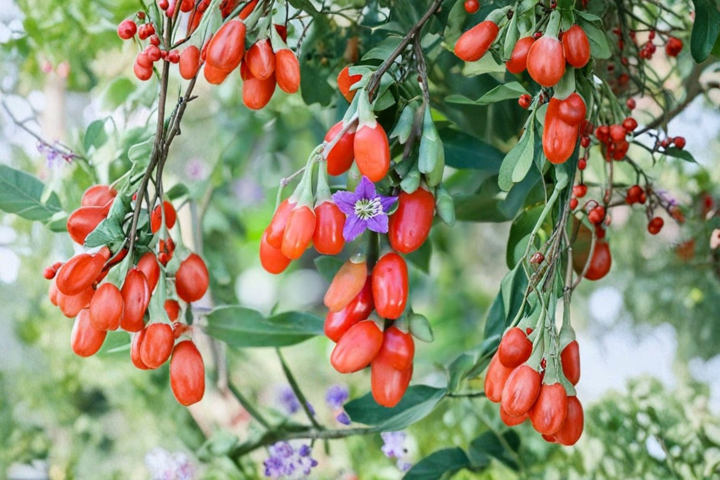 Goji Berry Live Seedling – 1 Pack – Lycium barbarum – Edible Fruit Shrub
