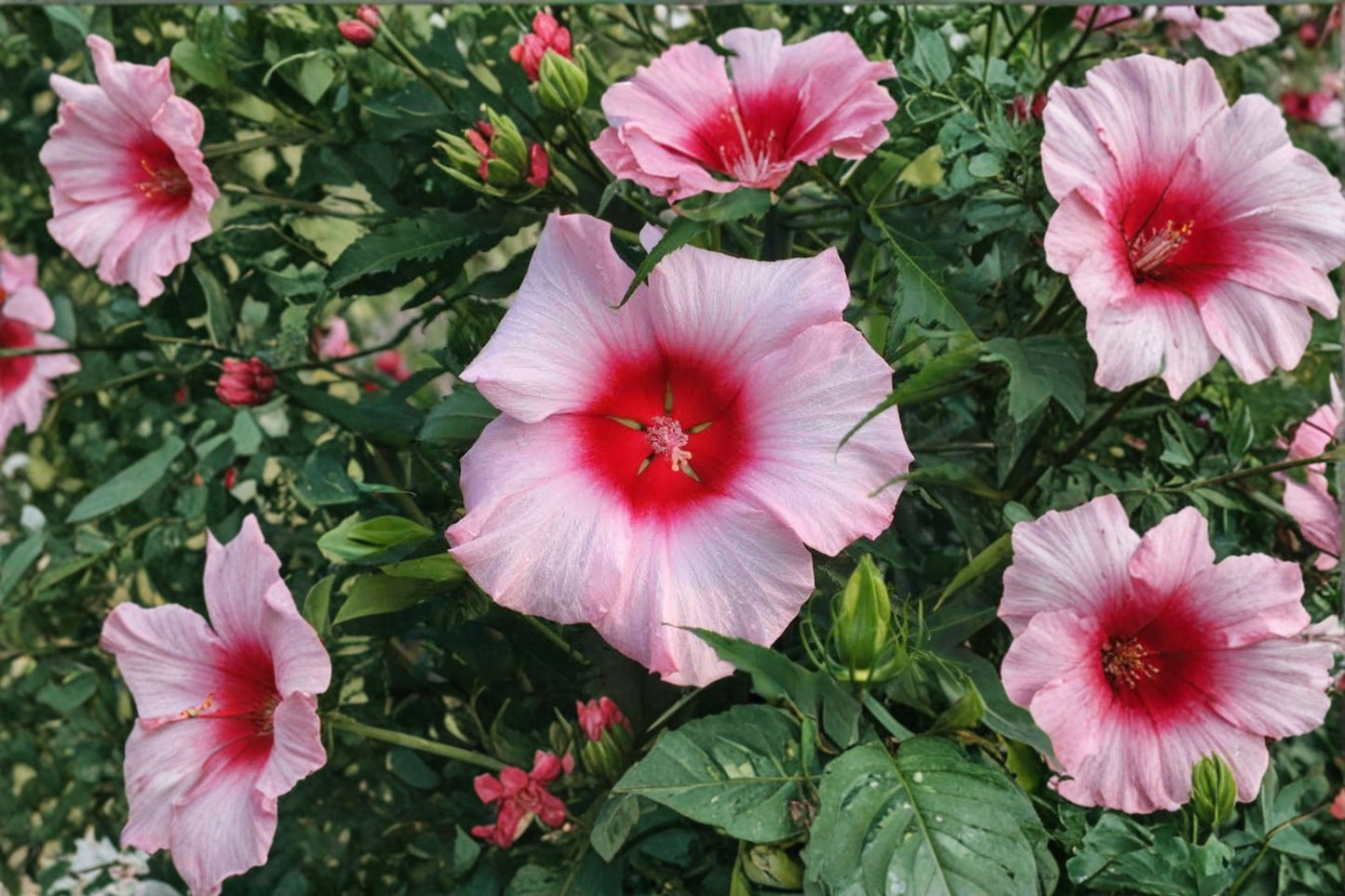 Lady Baltimore Hibiscus Live Starter Plants (Set of 2, 6–12 Inches) Bare Root – Hibiscus moscheutos