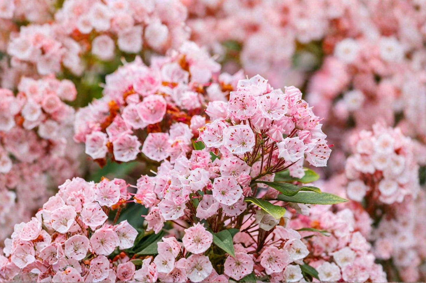 Pink Mountain Laurel Live Bare Root Plant – 1 Ft+ – Kalmia latifolia