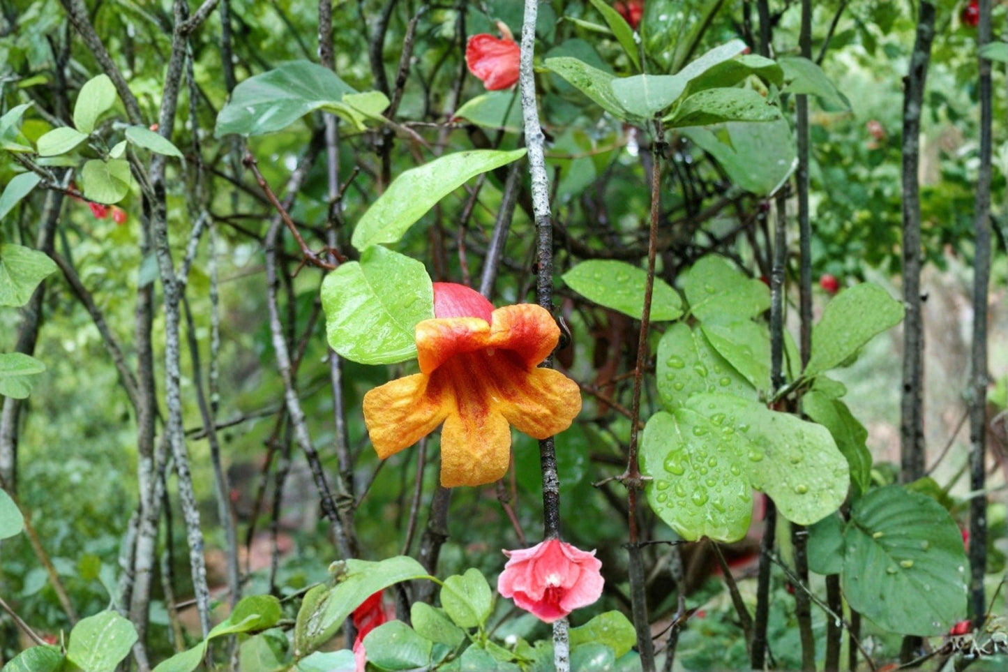 Crossvine 12 Cuttings – Bignonia capreolata