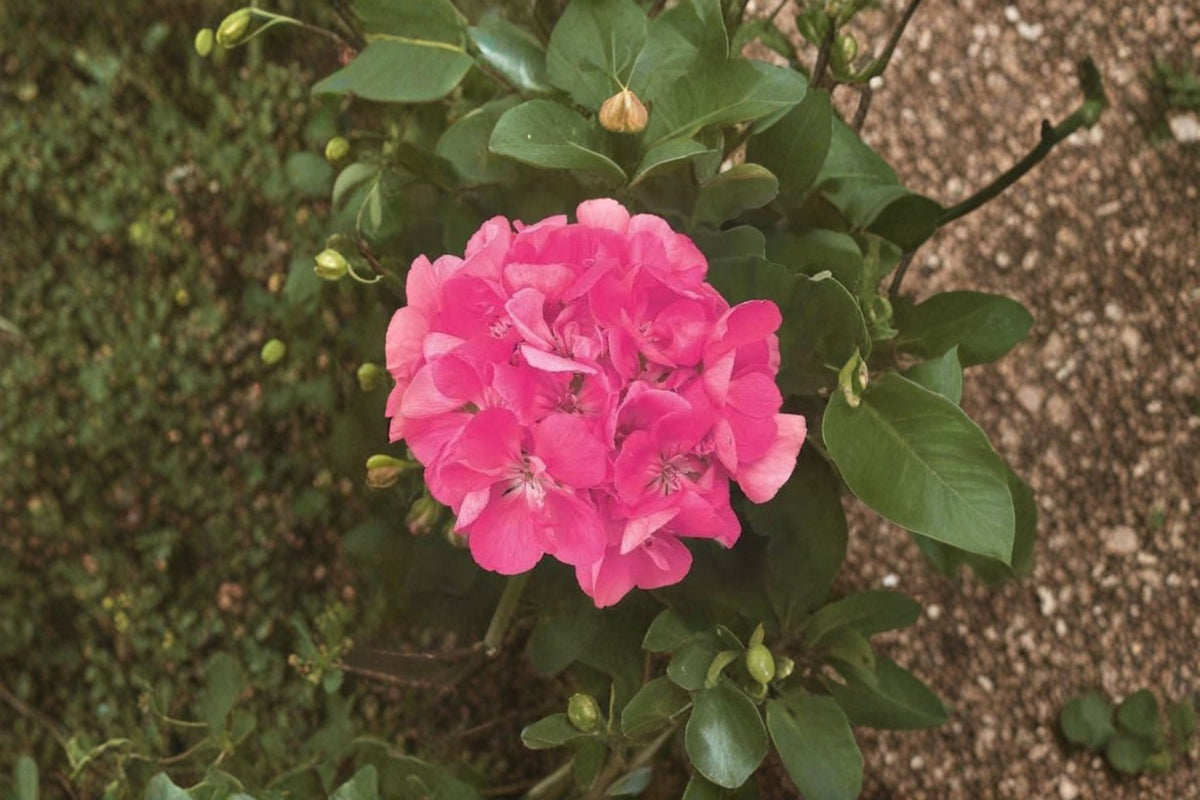 Patriot Bright Pink Geranium Cuttings | 2 Fresh Live Pelargonium Cuttings | 6 Inch Unrooted Flowering Plant Cuttings | Fragrant Geranium