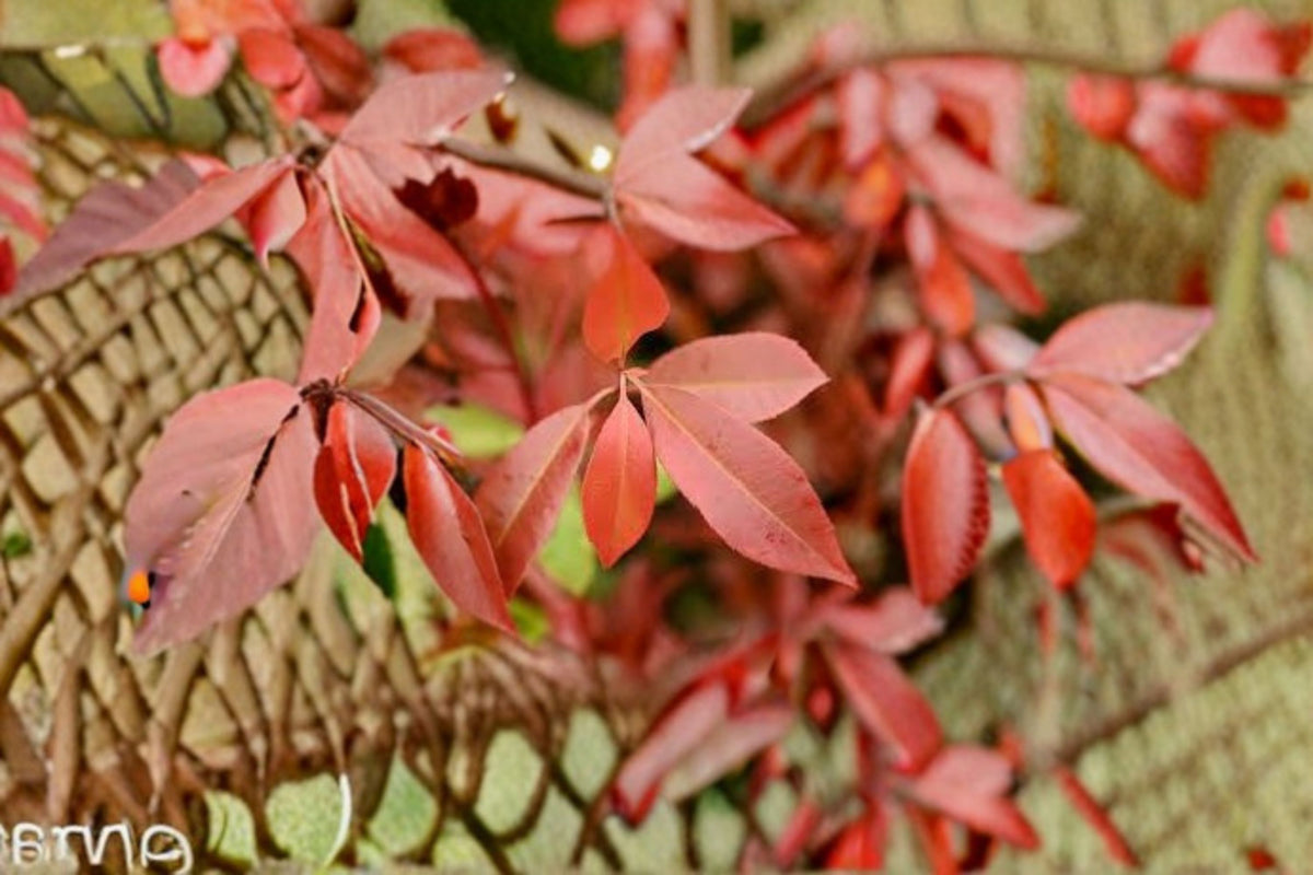 Red Tip Photinia Live Plant – Evergreen Hedge Shrub
