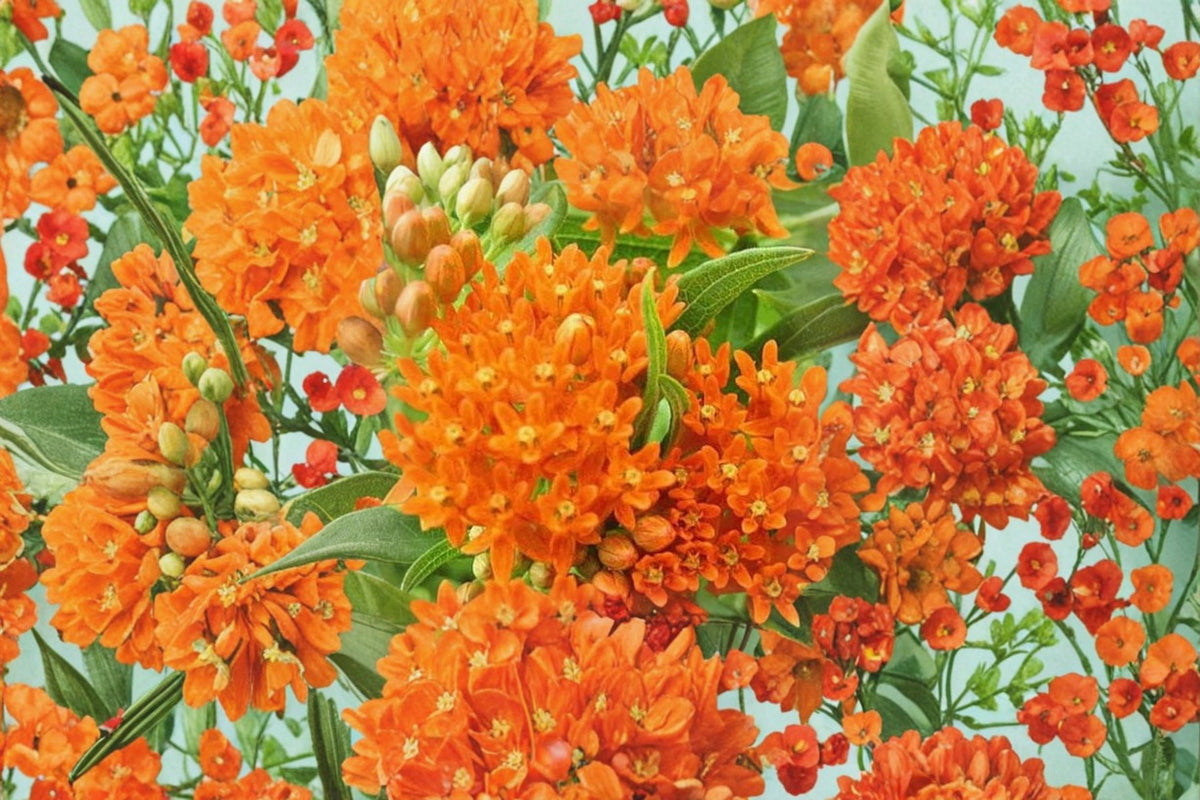 4 Orange Milkweed Live Plants | Swamp Milkweed Starter Plants | Orange Flowering Perennial | 3-8 Inch Plants | Wildflower Garden