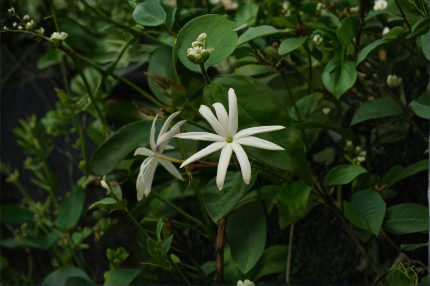Angel Wing Star Jasmine Live Plant – 4" Pot – 10–14" Tall – Jasminum nitidum