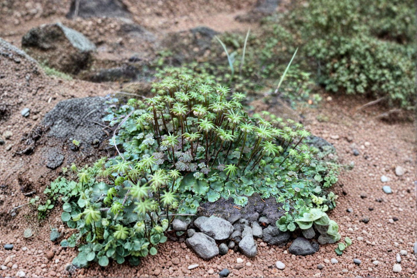 Umbrella Liverwort 1 Plant – Marchantia polymorpha