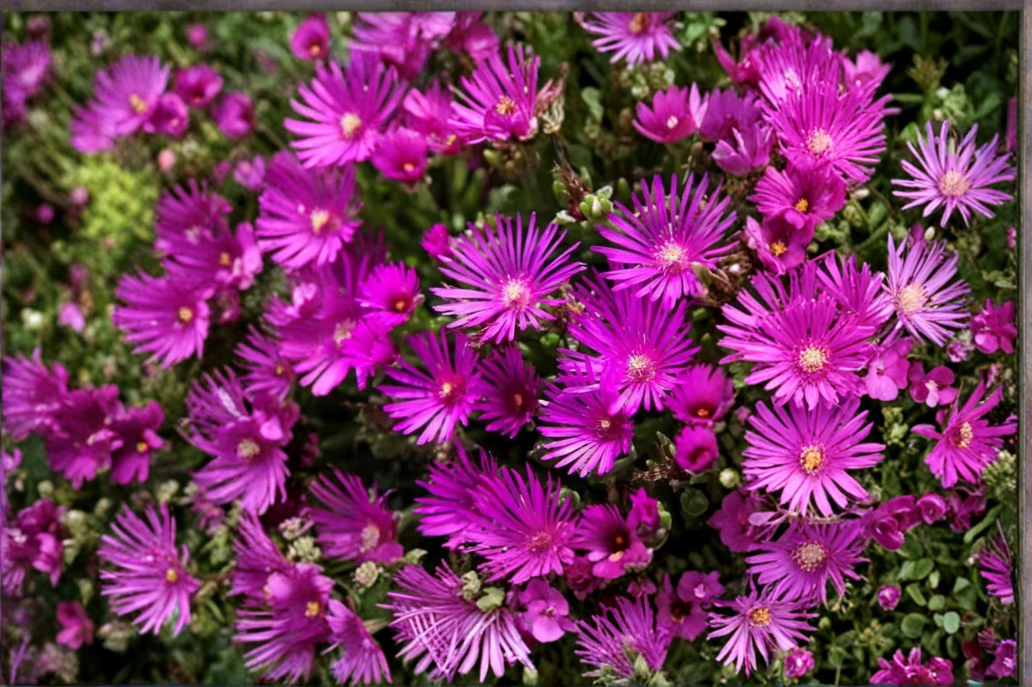 Delosperma cooperi Ice Plant Live Plugs – 2 Well-Rooted Plants – Hot Pink Groundcover Succulent