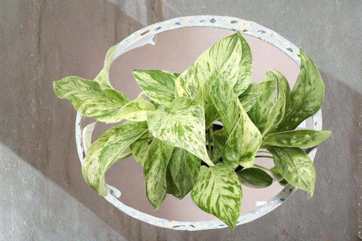 Marble Queen Pothos Cuttings | 2 Fresh Variegated Pothos Cuttings | Epipremnum aureum | Live Houseplant Cutting | Aquarium Pothos