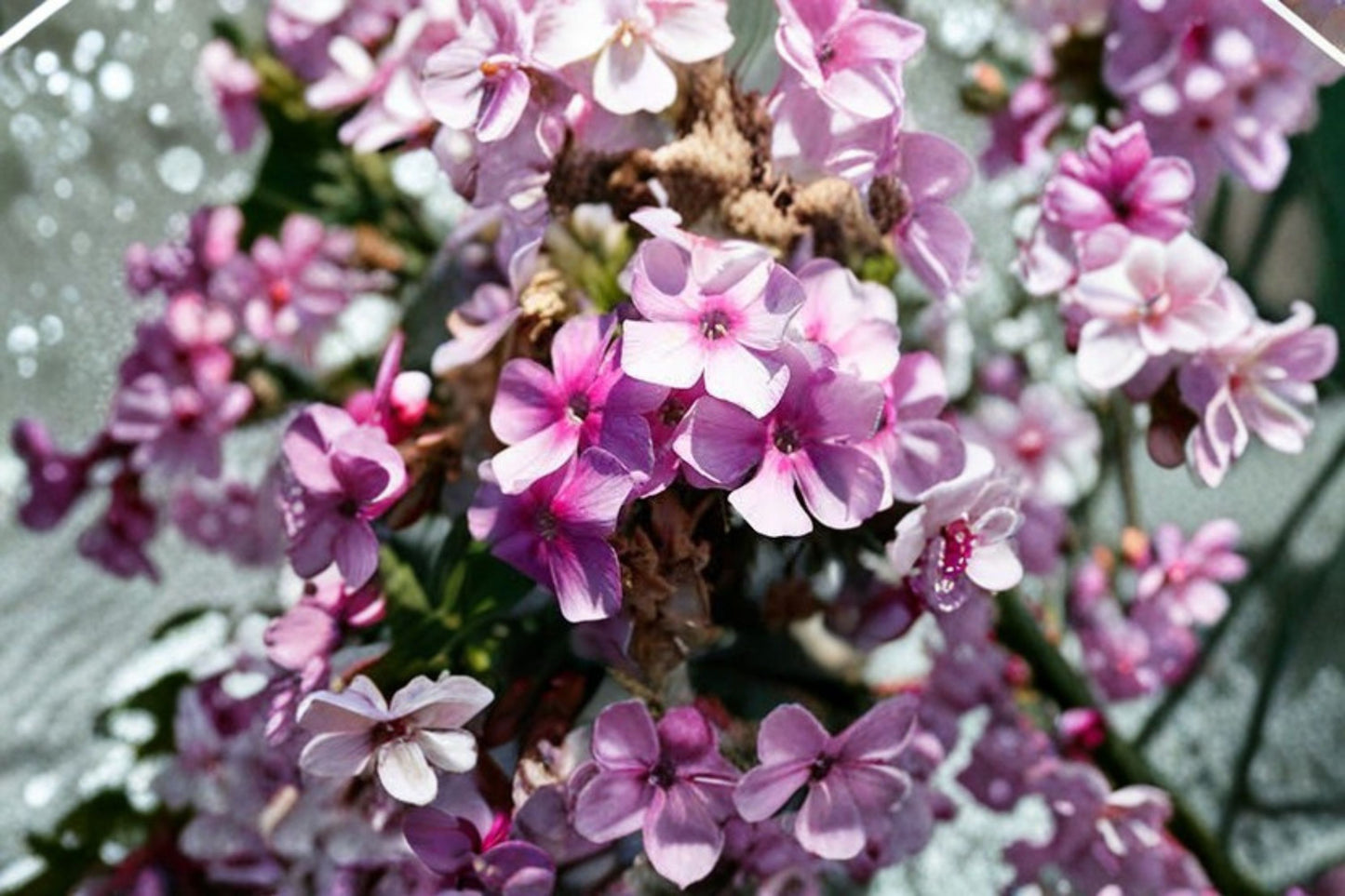 Garden Lilac 'Bambini Lucky Lilac' Live Plug Plant – 1–3 Inch Tall – Dwarf Lilac Shrub