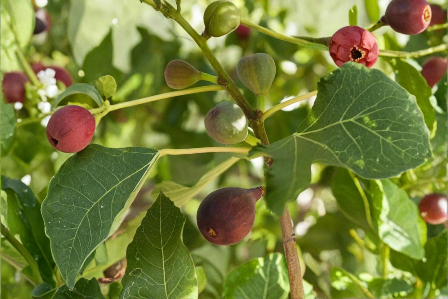Fignomenal Fig Live Starter Plant – Ficus carica 'Fignomenal'