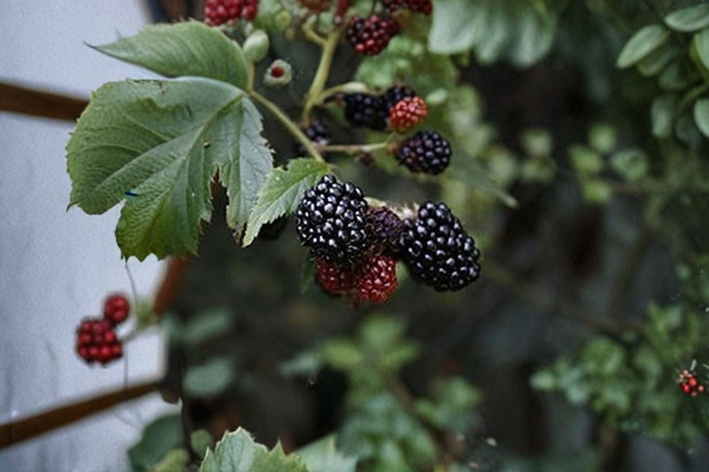Brazos Blackberry Live Plant – Thorned Heirloom – Rubus Blackberry Bush