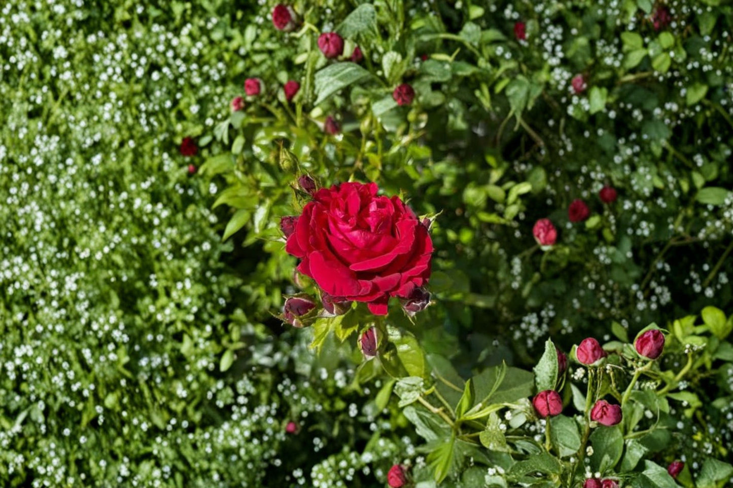 8 Dr. Huey Rose Cuttings – 5–7" Live Unrooted Cuttings – Rosa 'Dr. Huey'
