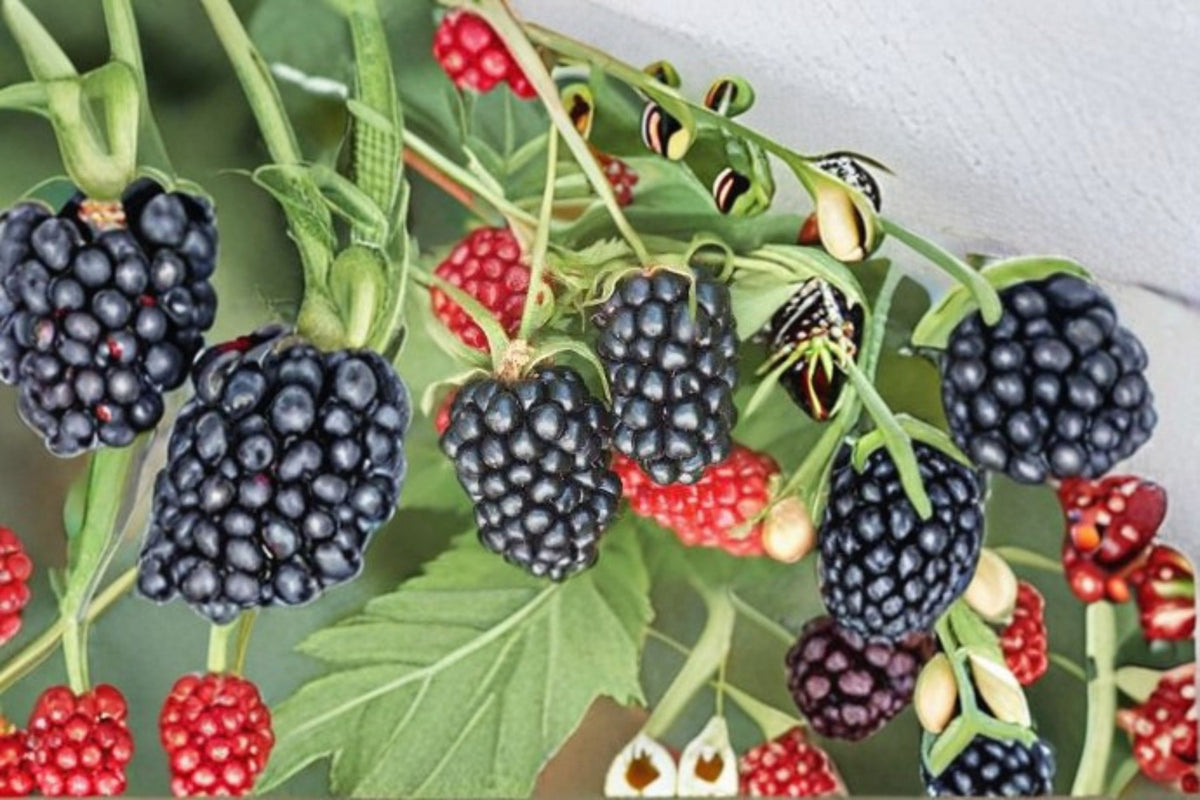 Apache Blackberry Live Plant – Sweet Fruit Thornless Bramble