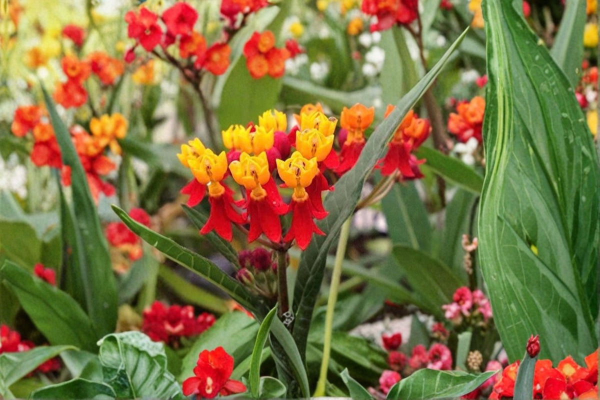 2 Red Milkweed Live Plants | Red Flowering Perennial | Butterfly Garden Plant | Milkweed Garden Flower | Pollinator Garden | Zones 6-9