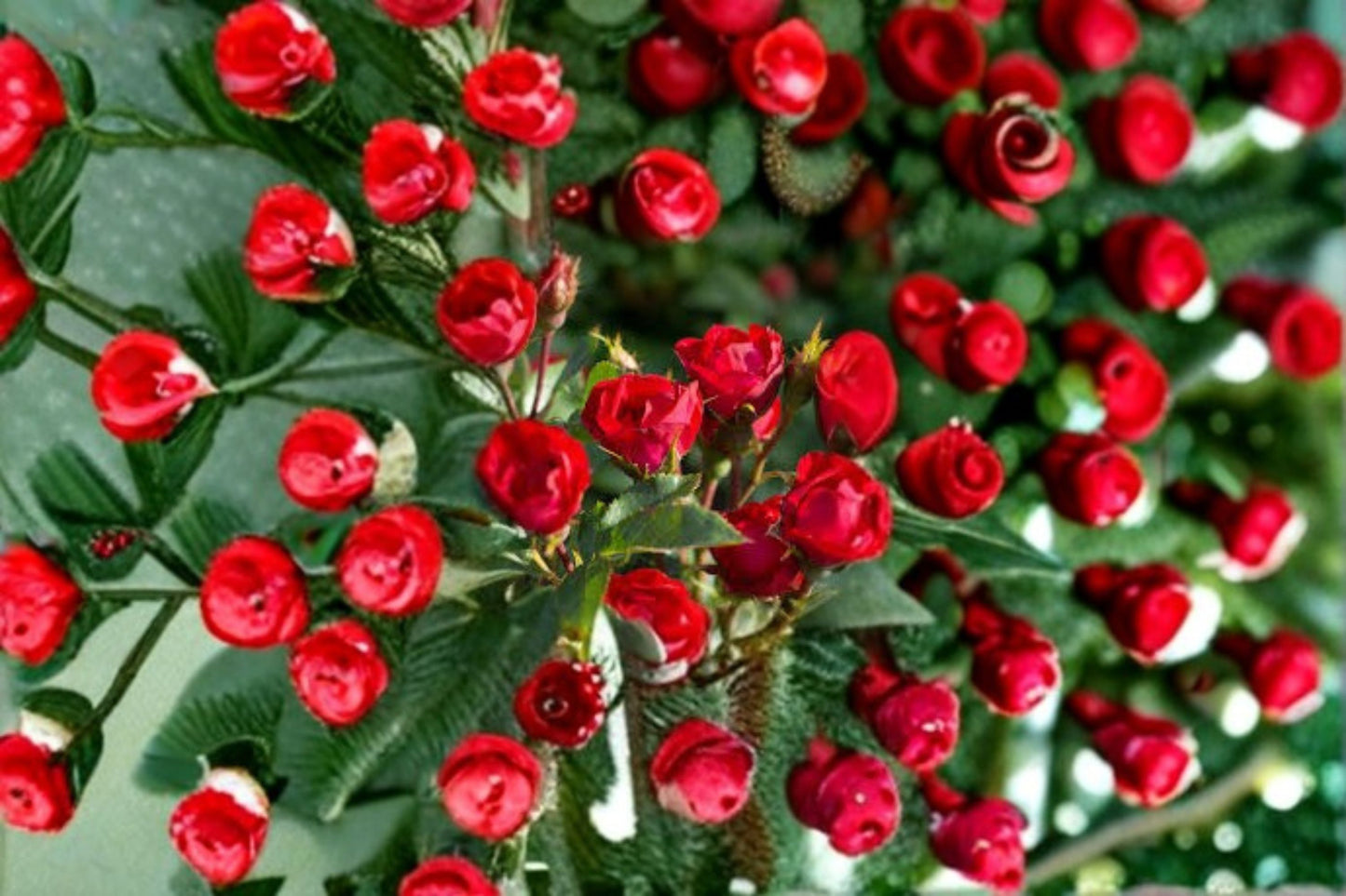 Petite Knock Out® Rose Live Plant – 1 Quart Pot – Compact Flowering Rose
