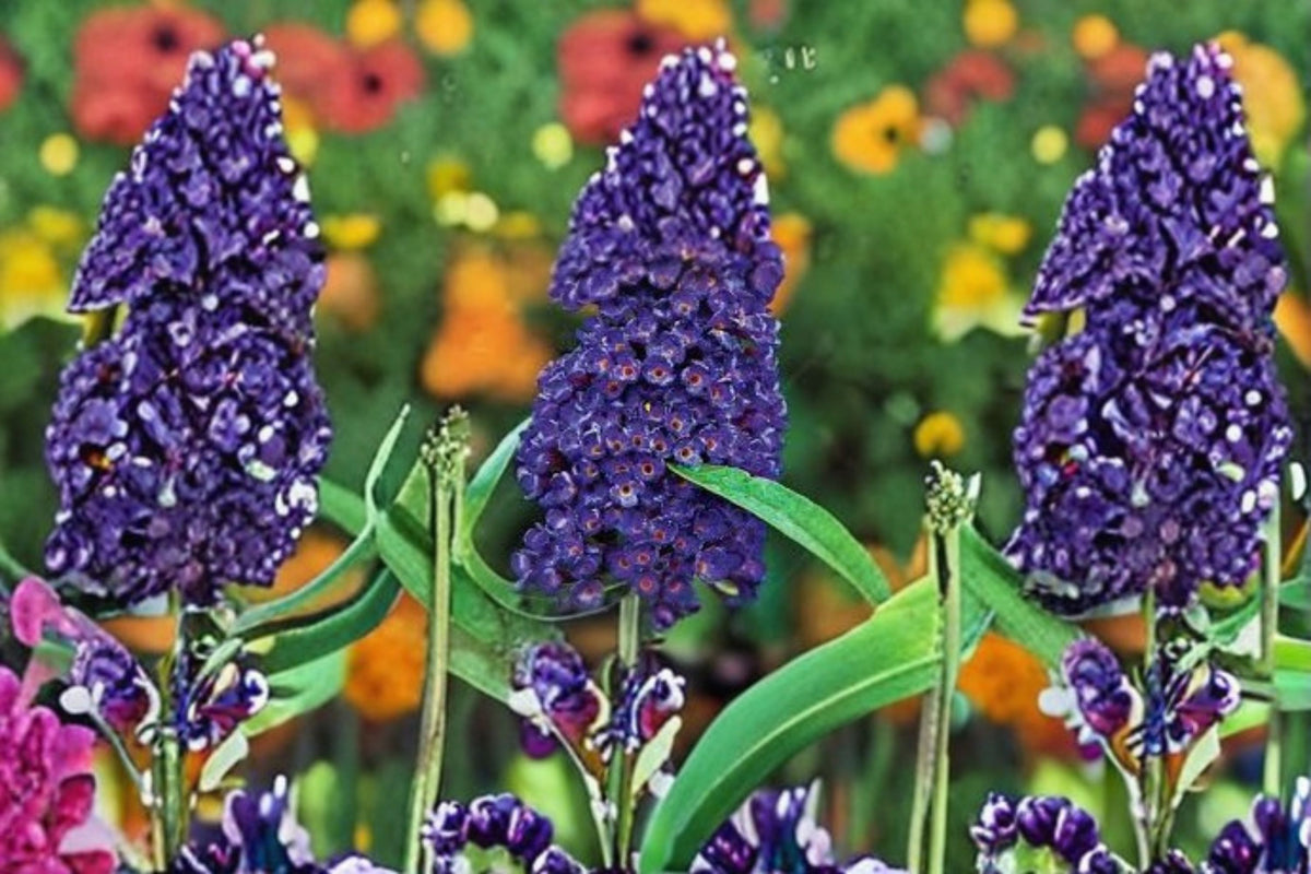 Black Knight Butterfly Bush Live Plant – Buddleia Purple Shrub