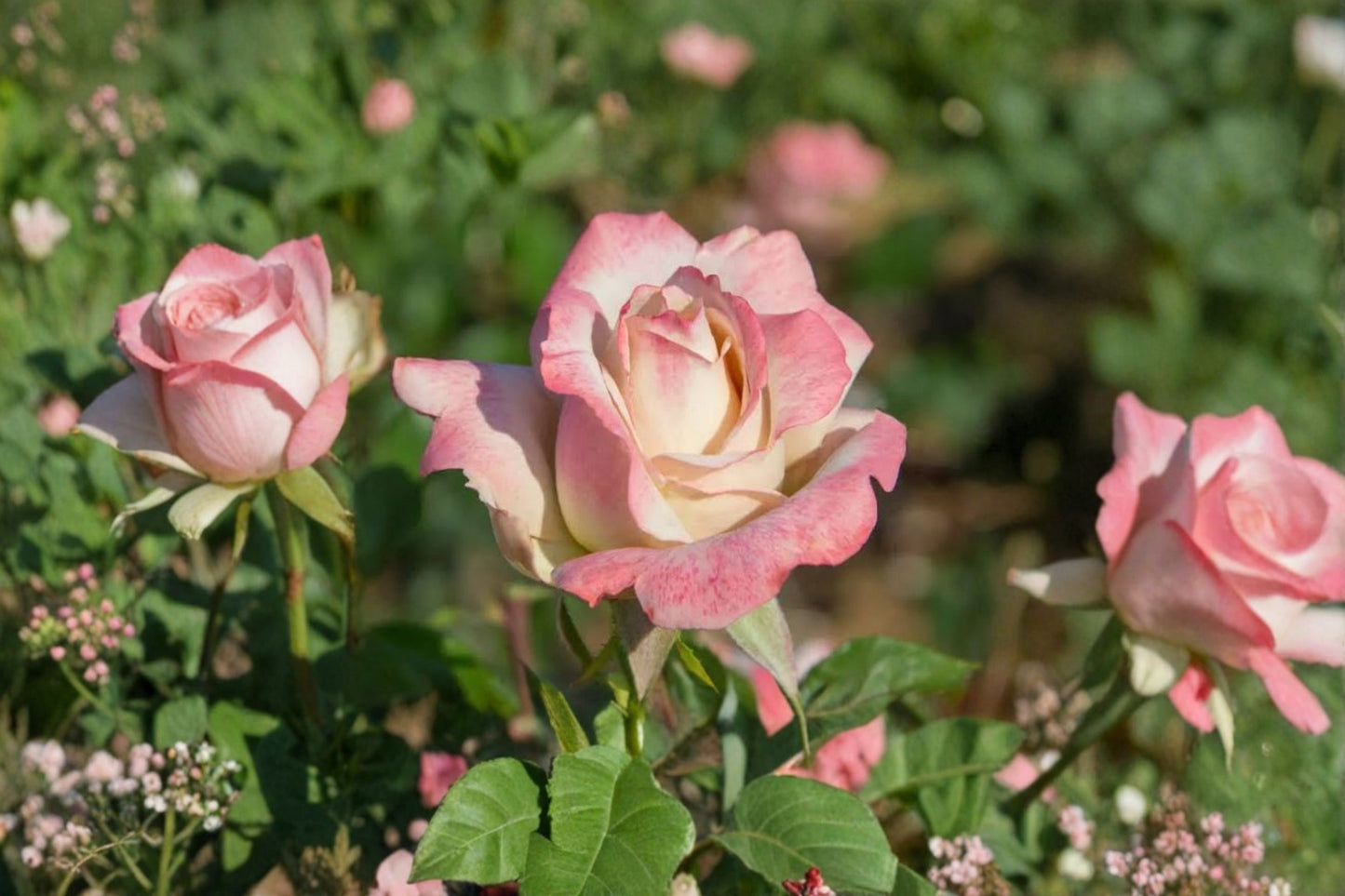 Pinkerbelle Hybrid Tea Rose – 4 Live Cuttings – 5–7" – Rosa 'Pinkerbelle'
