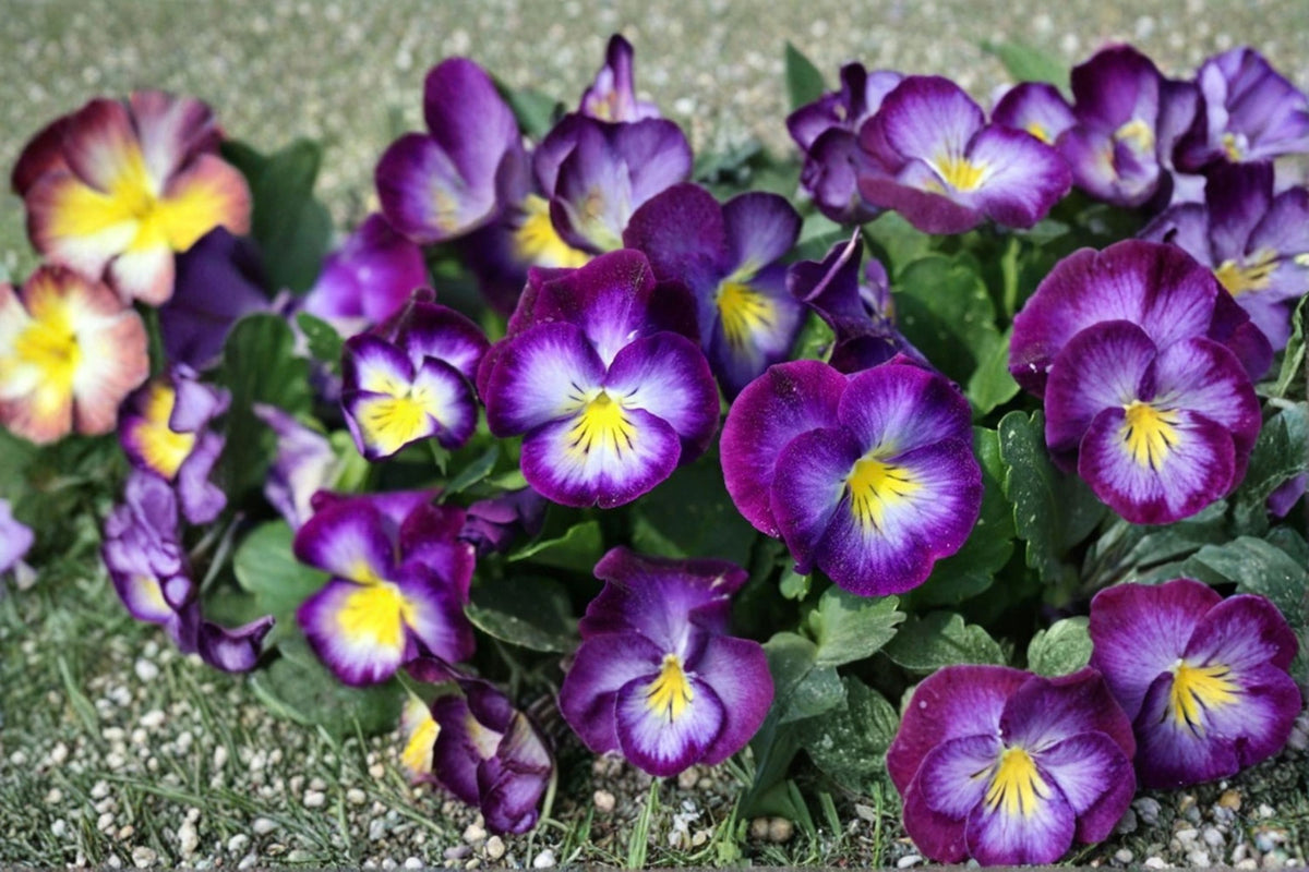 Viola Live Plant | Well Rooted Flowering Viola | Cool Season Flower | 4-8 Inch Garden Plant | Compact Border Flower | Live Perennial