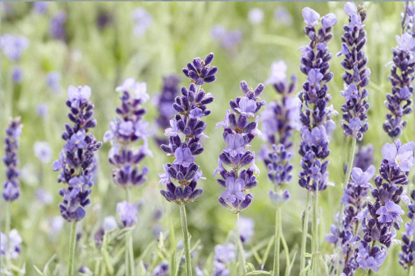 Organic Hidcote English Lavender Live Starter Plant – Lavandula angustifolia 'Hidcote'