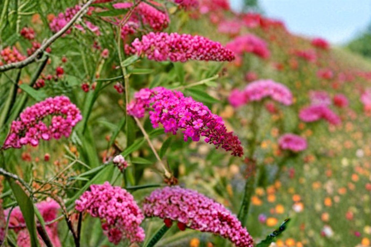 Dark Pink Butterfly Bush Live Plant | Buddleia Butterfly Bush | Pink Flowering Perennial Shrub | Pollinator Garden Plant | 4-8 Inch Starter