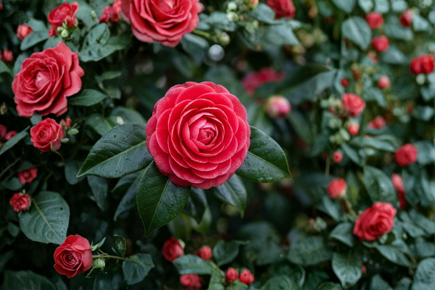 Black Tie Camellia Japonica Live Starter Plant – Camellia japonica 'Black Tie'