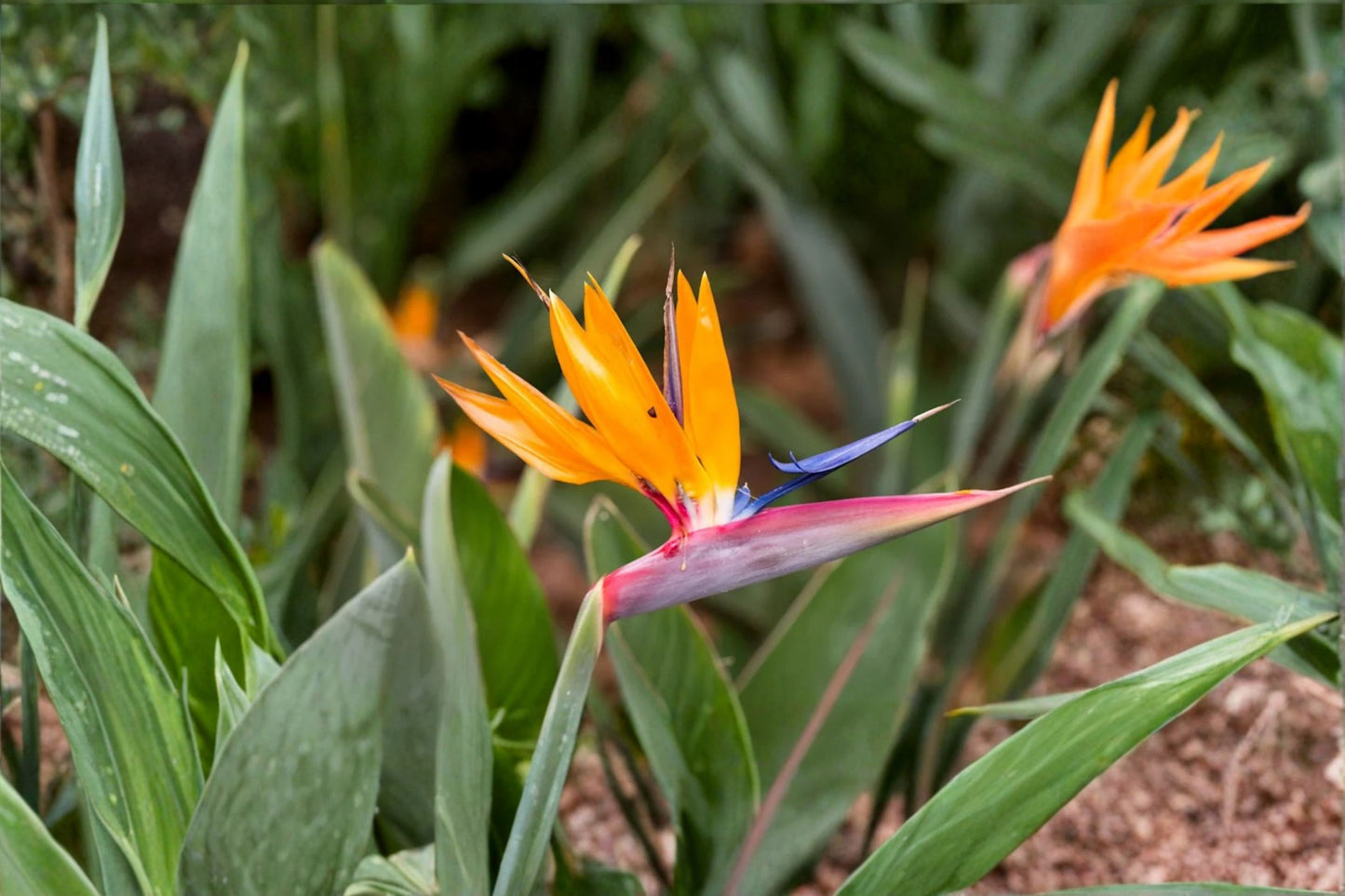 Bird of Paradise 2 Plants – Mandela's Gold & White Strelitzia