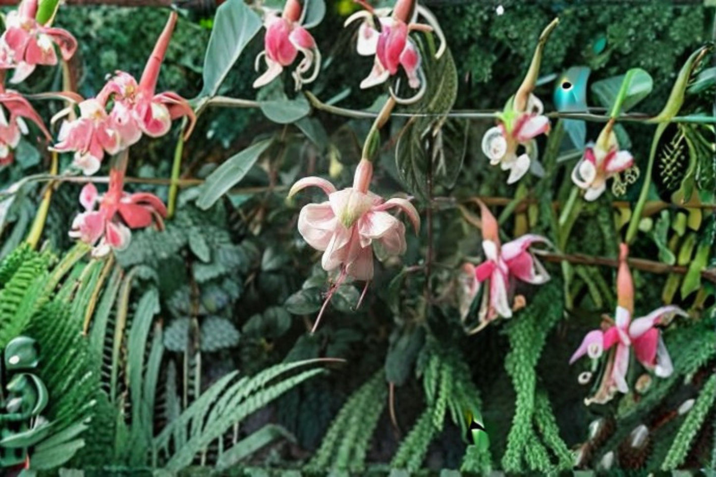 Fuchsia 'Southgate' Live Plug Plant – 1–3" Tall – Hardy Fuchsia – Fuchsia 'Southgate'
