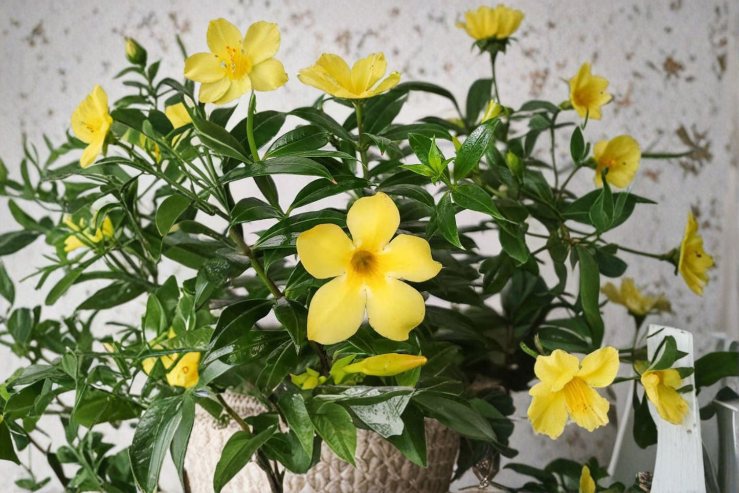 Brown Bud Allamanda Live Plants – 3 Pack – 4–6" Tall – No Pot – Flowering Perennial Vine