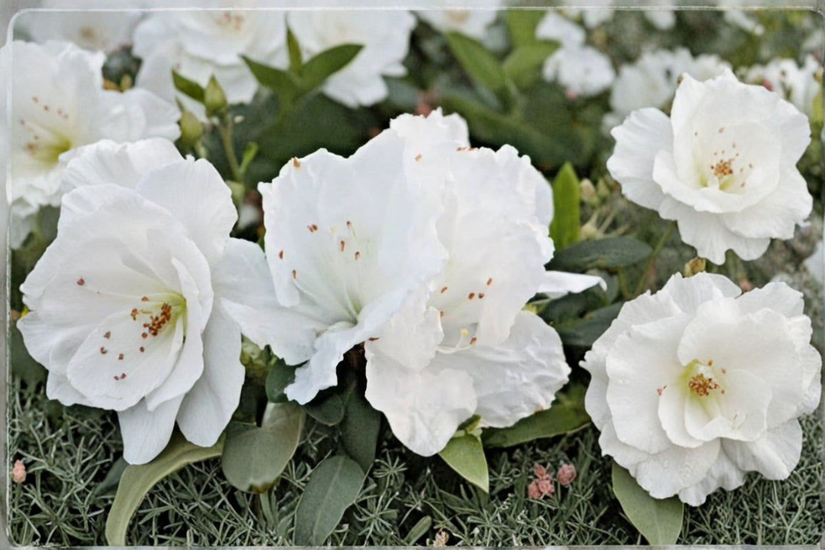 Snow White Azalea Live Plant – 1 Plant – 6" – White Flowering Shrub