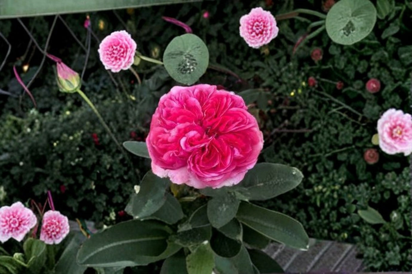 Love's Me Love's Me Not Rose Live Plant – 1.5 Gal Pink Rose