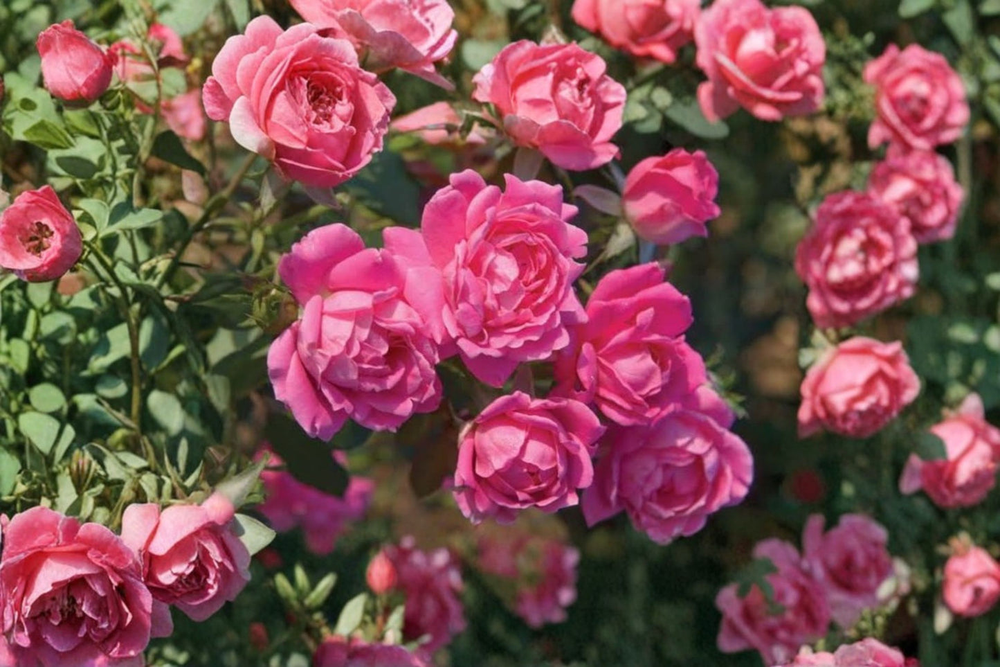 Pink Double Knock Out Rose Bare Root Live Plant – 16+ Inches – Rosa 'RADTKOPINK'