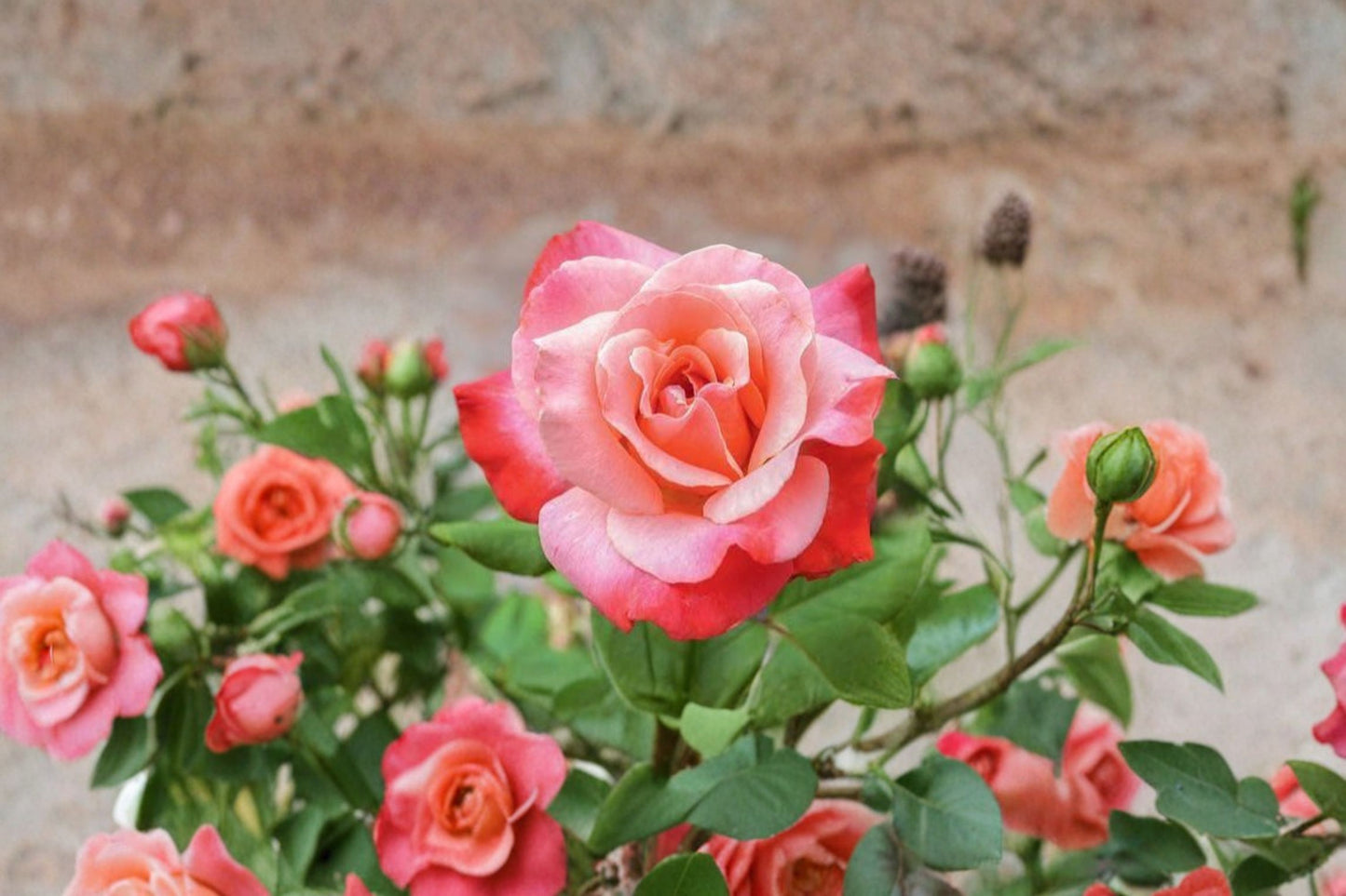 Color Magic Hybrid Tea Rose Live Starter Plant – Rosa 'Color Magic' (JACmag)