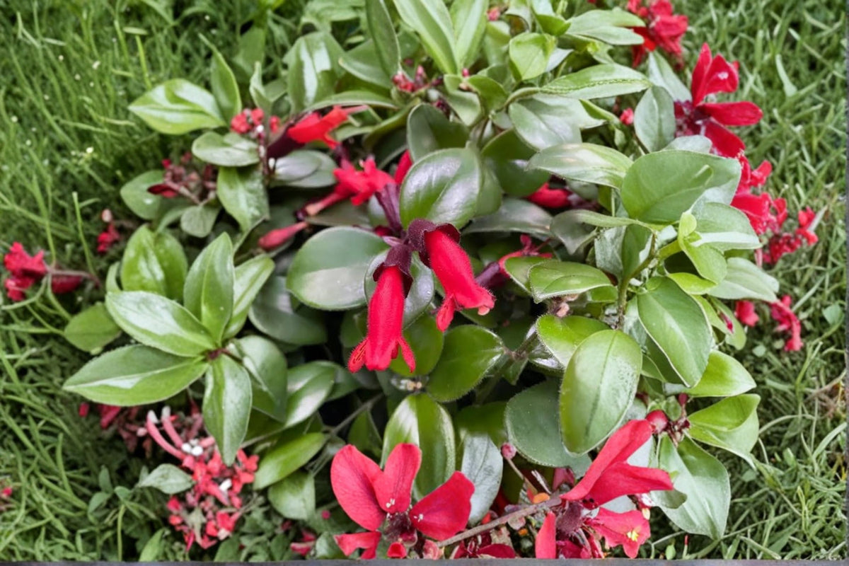 Tiger Stripe Lipstick Plant Live | Aeschynanthus | Red Blooming Hanging Houseplant | 2.5 Inch Pot | Trailing Tropical Plant