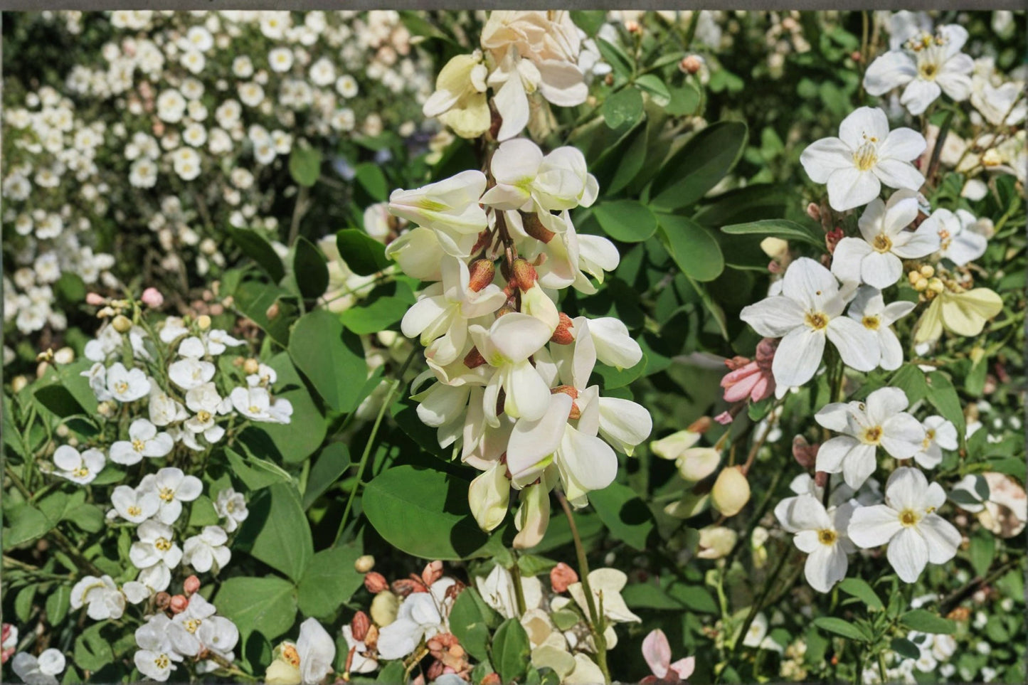 Black Locust Bare Root Live Sapling – All Natural – Robinia pseudoacacia