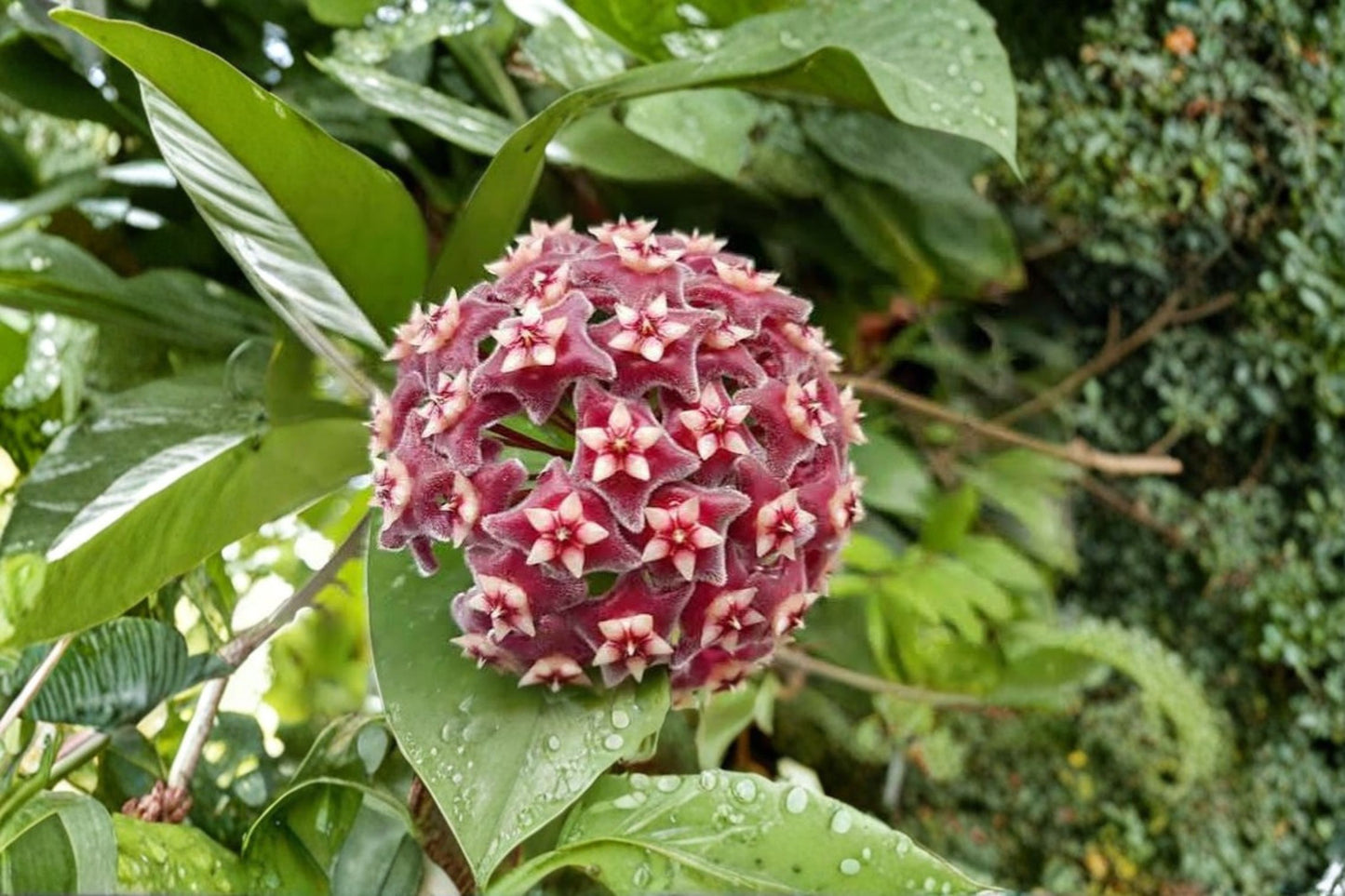 Hoya pubicalyx 'Silver Splash' Live Plant – 7–10" Tall – Wax Flower – 2.5" Pot