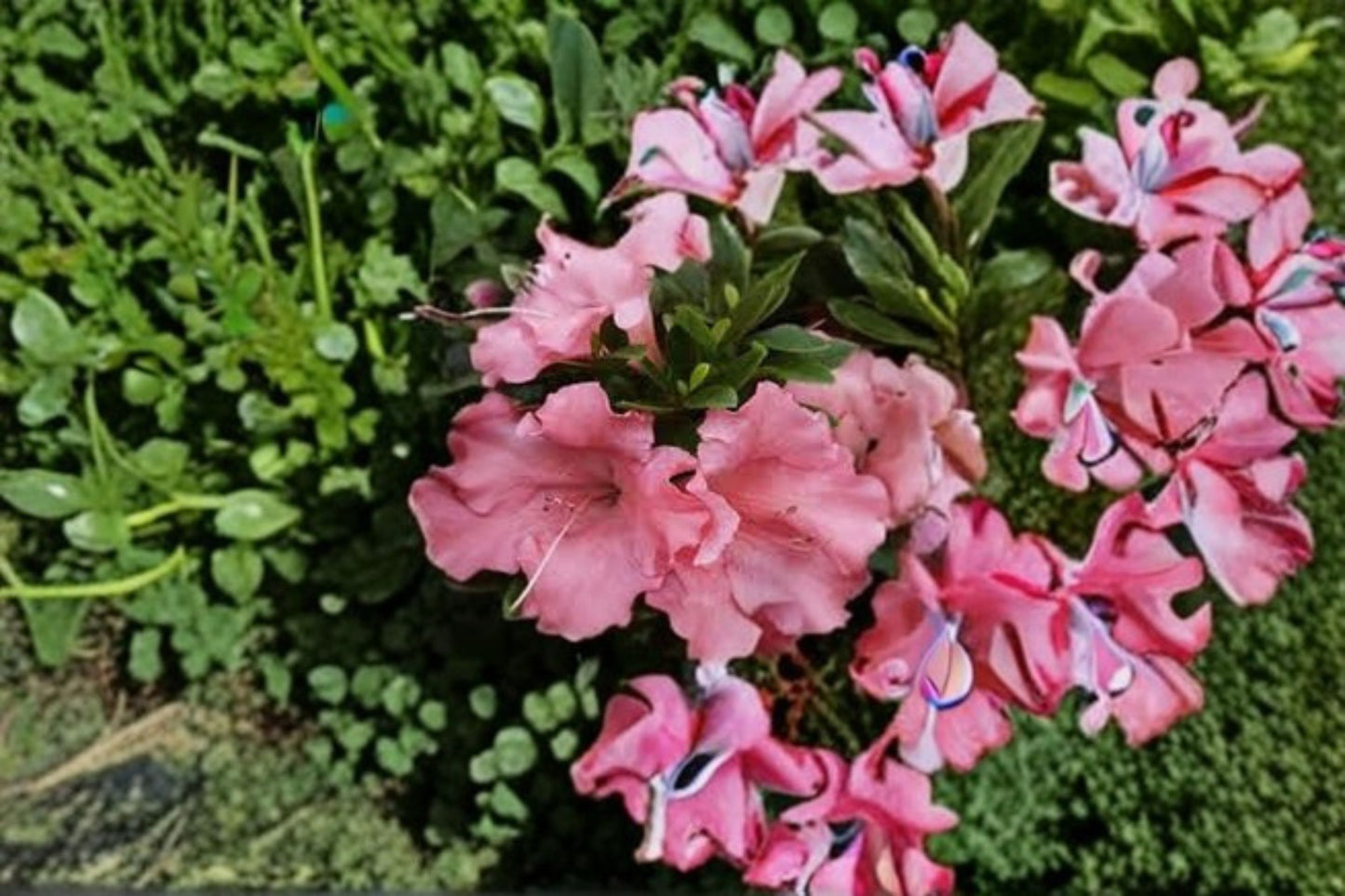 Pink Gumpo Dwarf Azalea Live Starter Plant – Rhododendron Evergreen Shrub