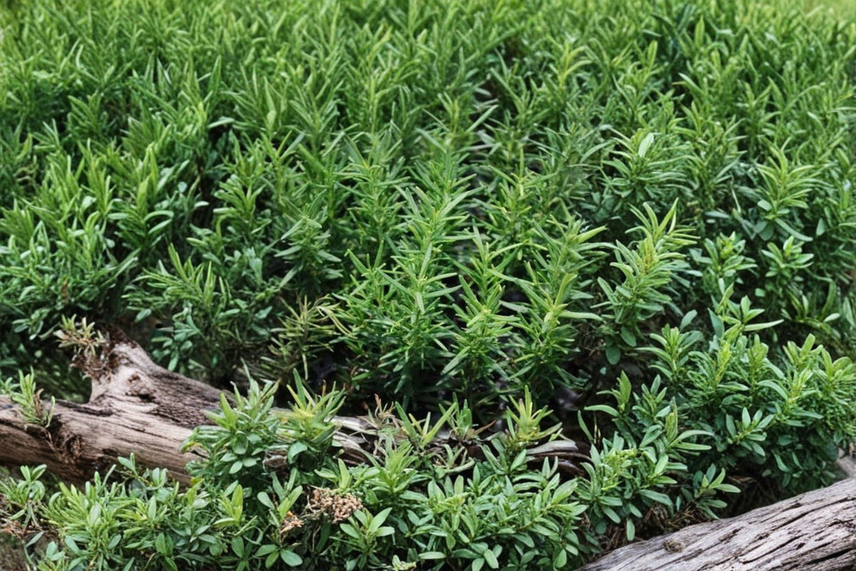 Rosemary Herb Live Plants | 2 Pack | Rooted Rosemary Plants | 5-7 Inch Tall | 4 Inch Pots | Fresh Culinary Herb