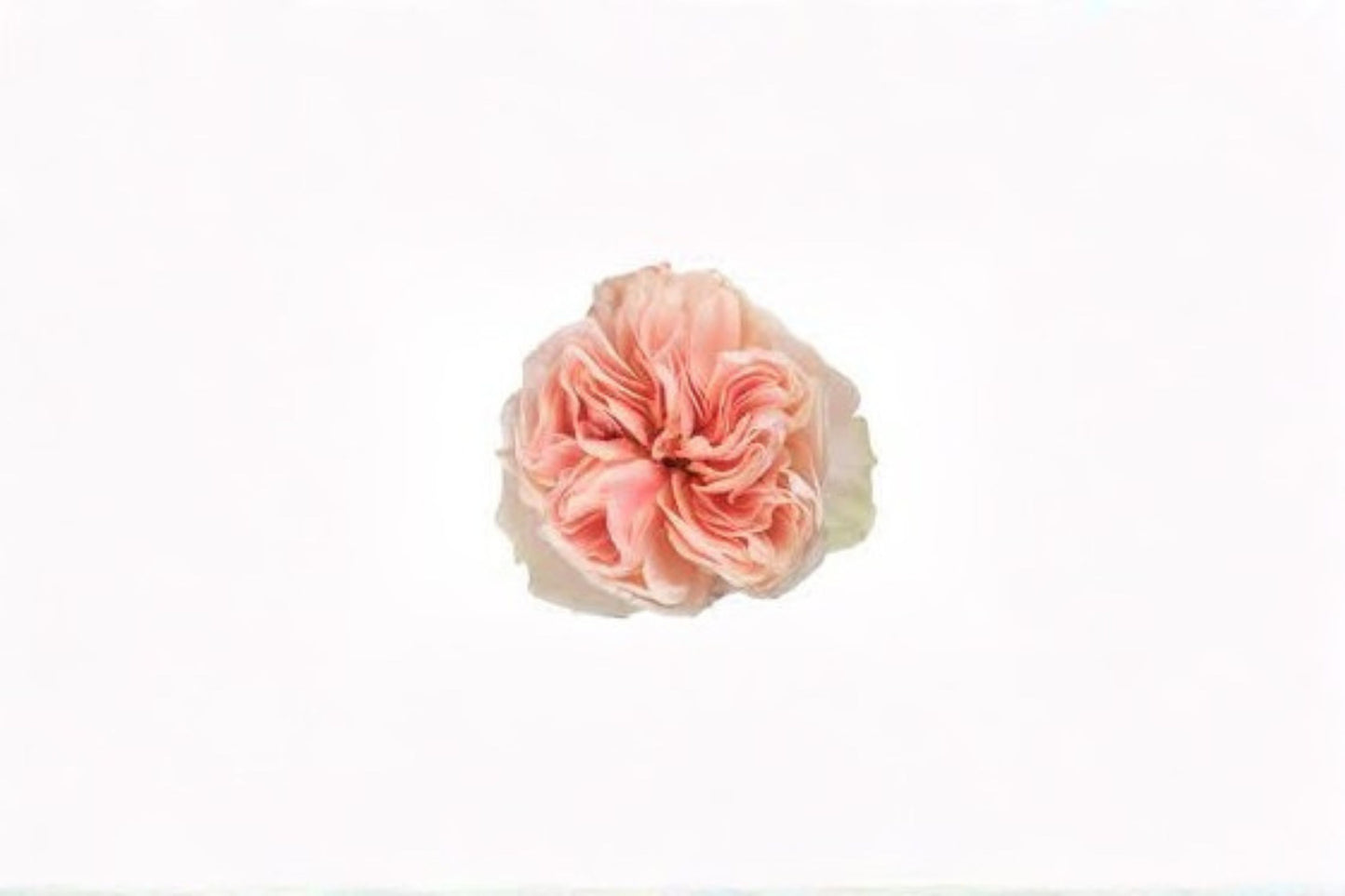 Tip Top Rose Live Plant – Elegant Cut Garden Rose