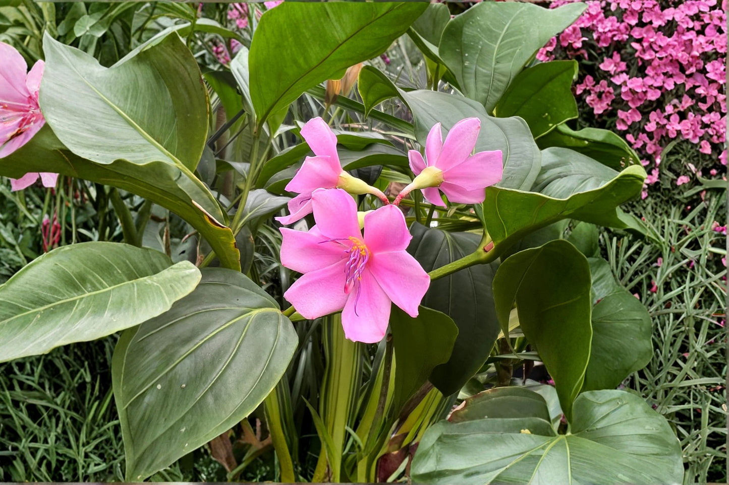 Medinilla apoensis 'Philippine Pink' Live Flowering Plant – Tropical Ornamental