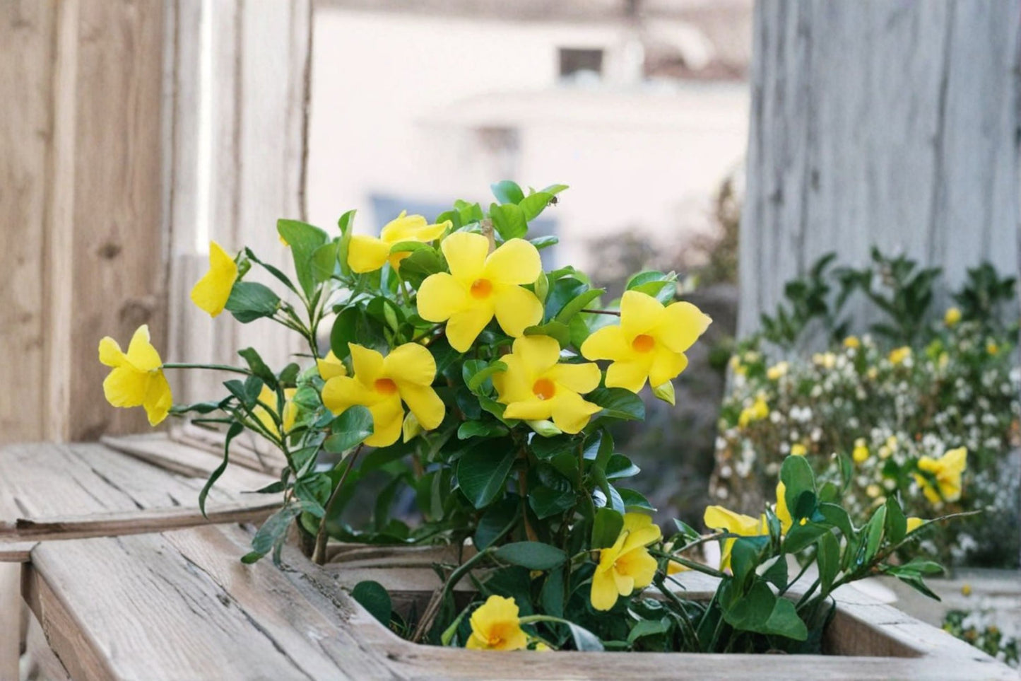 2 Yellow Mandevilla Live Starter Plants – 4–7" Tall – Tropical Flowering Vine
