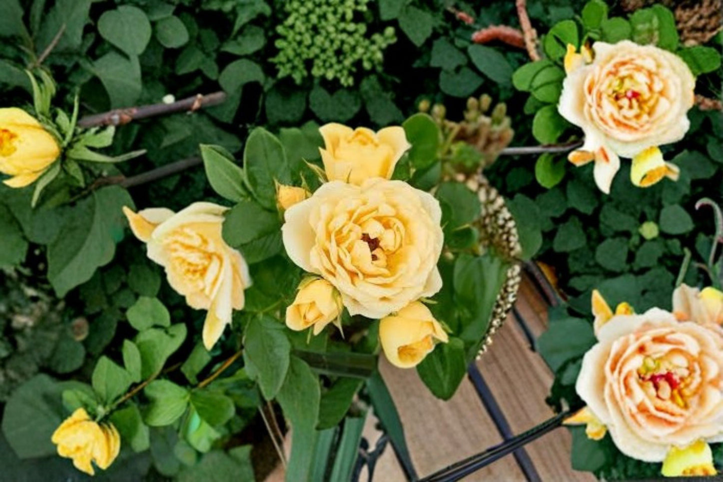 Yellow Doll Mini Rose Bush Live Plant – 6" Container – Rosa spp.