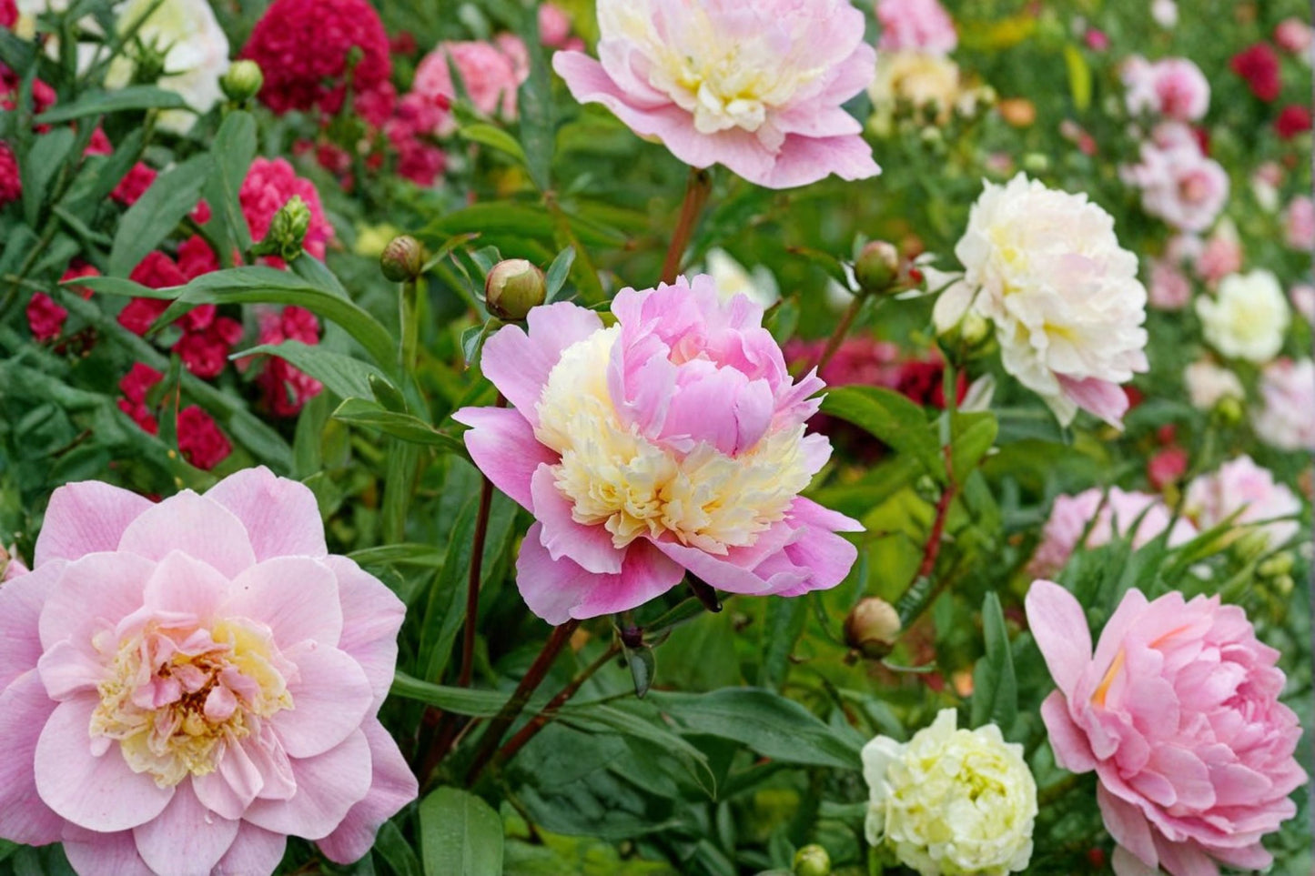 Sorbet Peony Bare Root – Paeonia lactiflora 'Sorbet' – Fragrant Perennial Plant