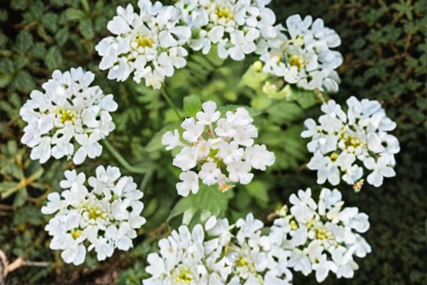 2 Trailing White Lantana Live Plants – 4–6 Inch Tall – Lantana camara Groundcover