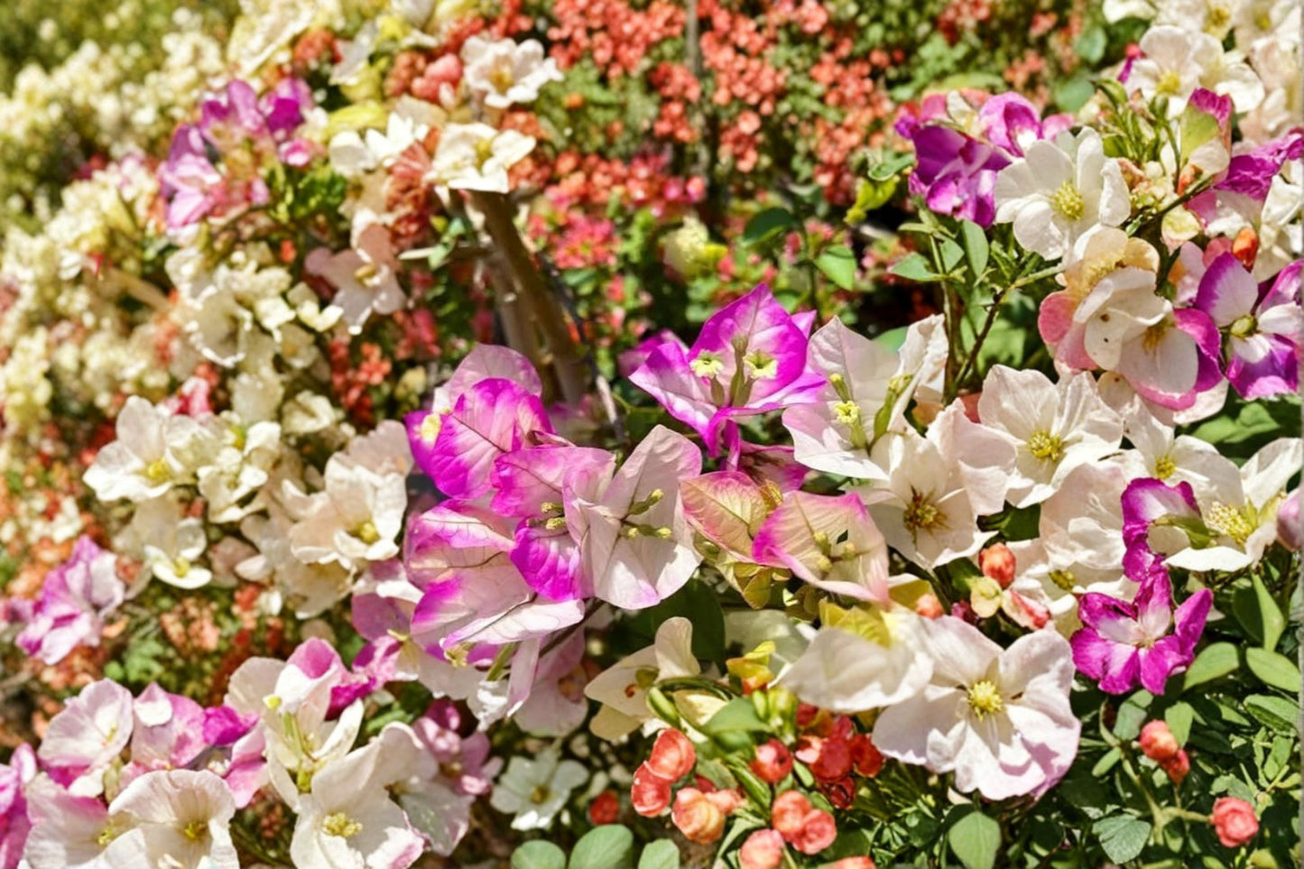 2 Imperial Thai Delight Bougainvillea Live Plants – 4–6" Tall – Bare Root – Bougainvillea Hybrid