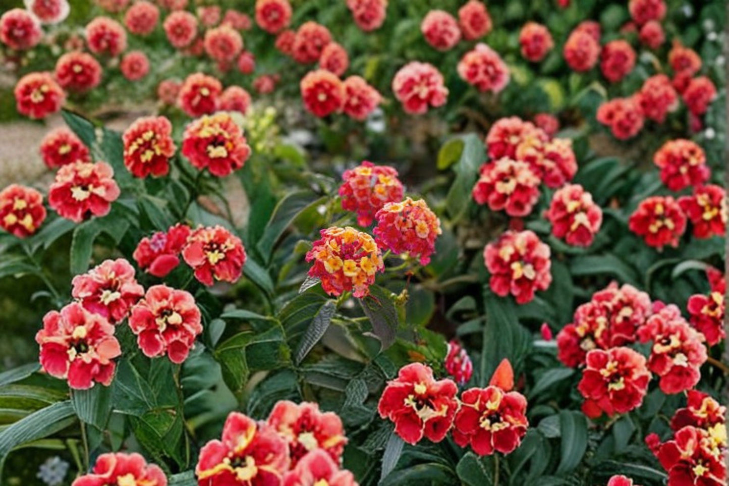 Irene Lantana Live Plants (2 Pack) – 4–6" Tall – Bare Root – Lantana camara