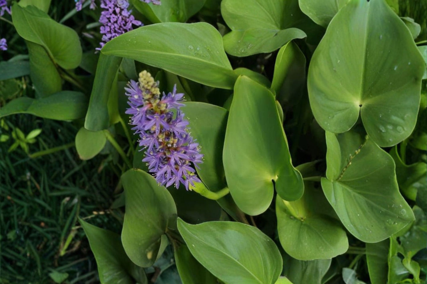 Pickerel Rush Live Pond Plant – Purple Blooms – Hardy Aquatic Marginal – Pontederia cordata