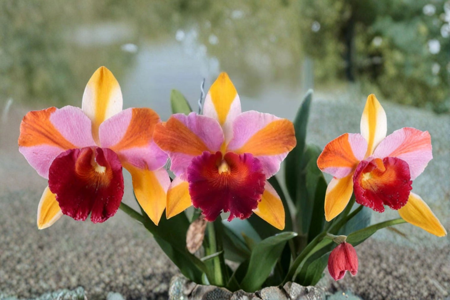 Rlc Amazing Siam Live Orchid Plant in 2-Inch Pot – Rhyncholaeliocattleya 'Amazing Siam'