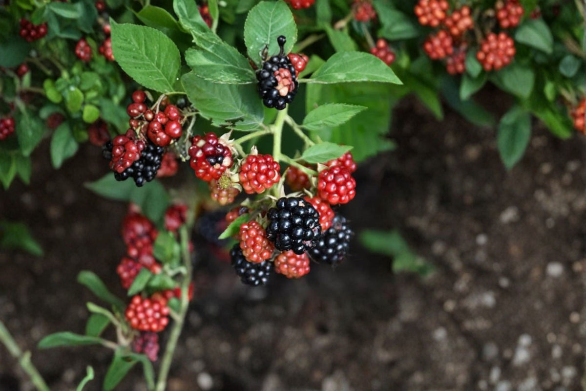 2 Chester Blackberry Live Plants | Thornless Blackberry Bush | 4-6 Inch Starter Plants | Sweet Fruit Berry Plant | No Pot