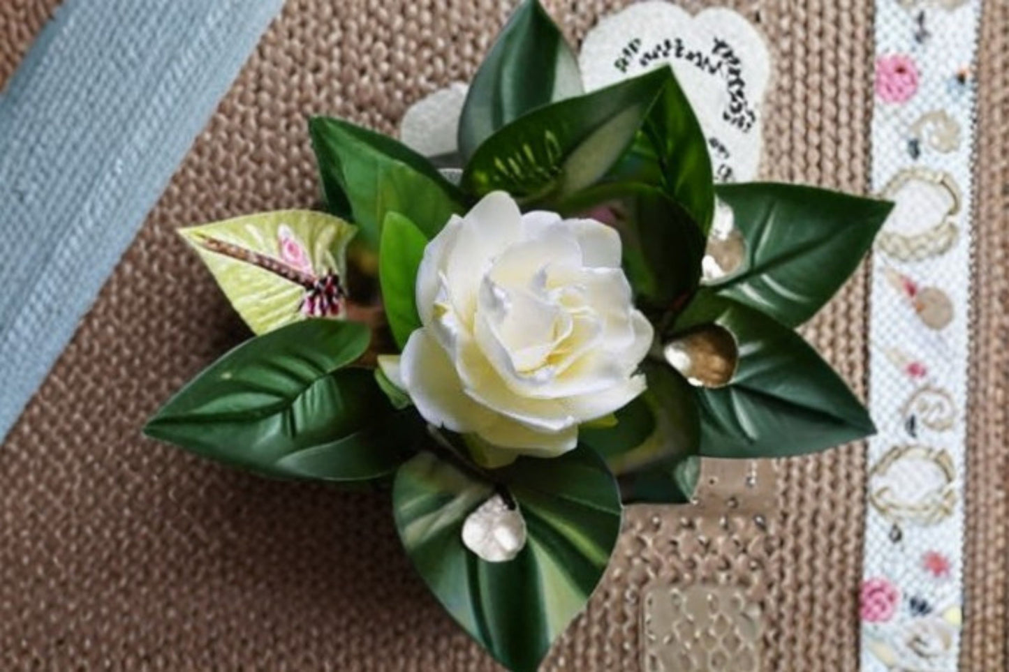 Vetchii Gardenia Live Starter Plant – Double White Flowers – Gardenia jasminoides 'Veitchii'